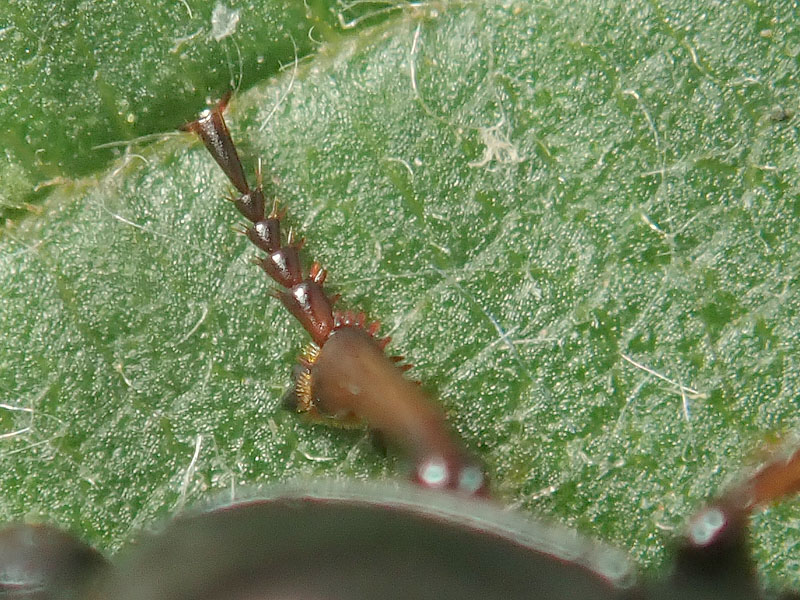 Carabidae: quale Harpalus? Amara fulvipes